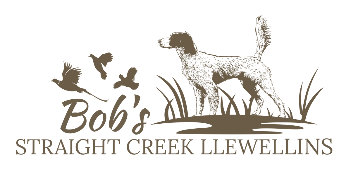 Straight on sale creek kennels