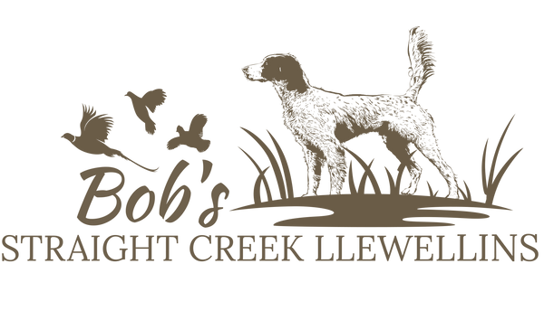 Bob's Straight Creek Llewellins